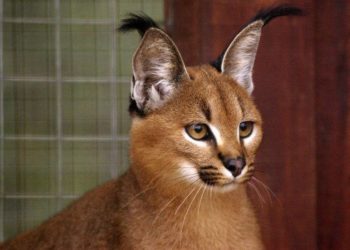 Описание породы кошек каракет
