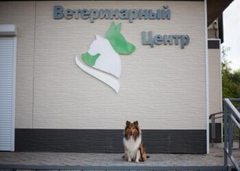 Как разработать эффектную вывеску для ветеринарной клиники