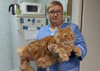 Сеть ветеринарных клиник в Нижнем Новгороде «Кот Матроскин»