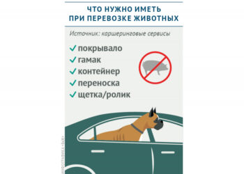 Что нужно иметь для перевозки животных в каршеринге
