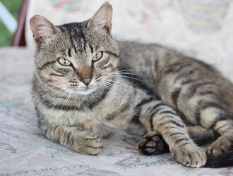 Проект «Кошачий ангел» – возьми кошку бесплатно
