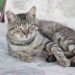 Проект «Кошачий ангел» – возьми кошку бесплатно