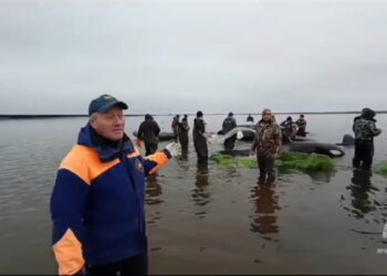 На Камчатке спасают косаток из водяной ловушки