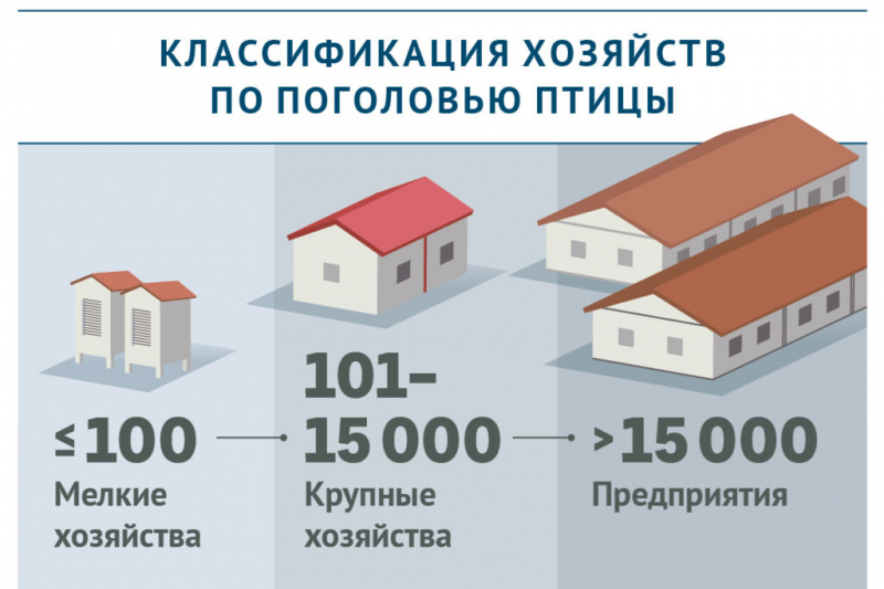 Каким птицефермам разрешат,&nbsp;а каким запретят свободный выгул птиц