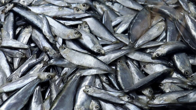Россельхознадзор исследует рыбу из Черного и Азовского морей