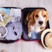 Российские отели смогут пройти сертификацию на Pet Friendly