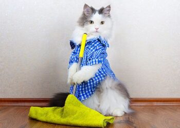 Уборка в квартире, где живут животные