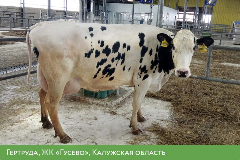 &laquo;Эконива&raquo; выбрала топ-5 самых молочных коров холдинга