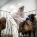 Какие законы в сфере ветеринарии вступают в силу с 1 марта 2025 года