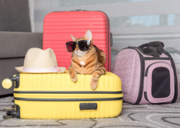 Ленобласть возглавила рейтинг Pet Friendly регионов