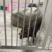 Прокуратура выявила нарушения в антикафе с мини-пигами