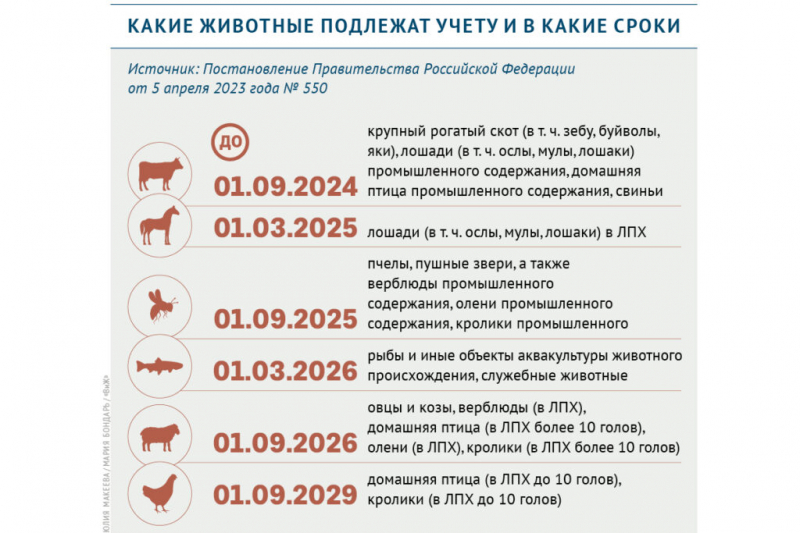 Россельхознадзор обозначил регионы с низкими показателями маркировки скота