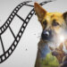 Топ кинофильмов о собаках-героях к 23 февраля