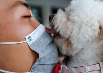 Зоонозы: болезни, передаваемые от домашних животных к человеку