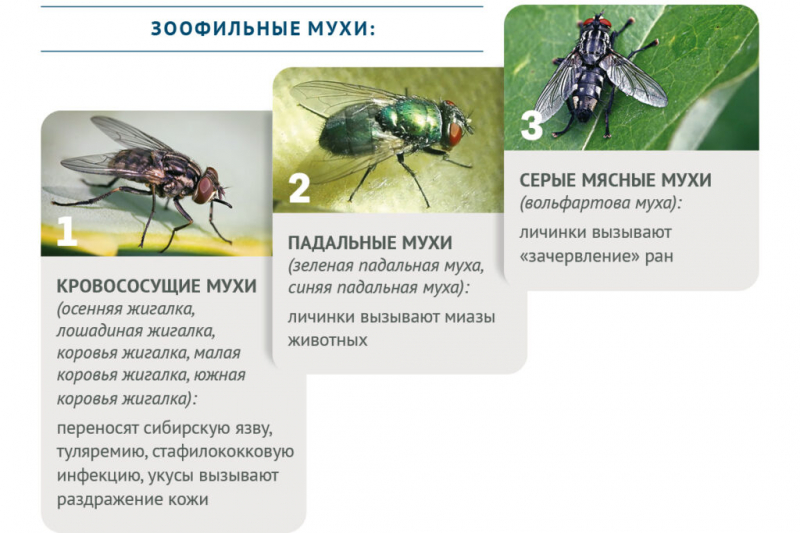 Чем опасны назойливые насекомые для сельхозживотных