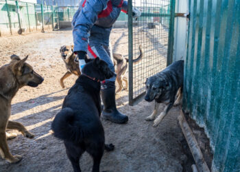 Чем займется уполномоченный по защите животных, разъяснили в Госдуме