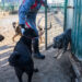 Чем займется уполномоченный по защите животных, разъяснили в Госдуме