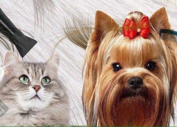 Груминг для кошек и собак: полноценный уход в сердце Royal Pet Palace