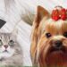 Груминг для кошек и собак: полноценный уход в сердце Royal Pet Palace