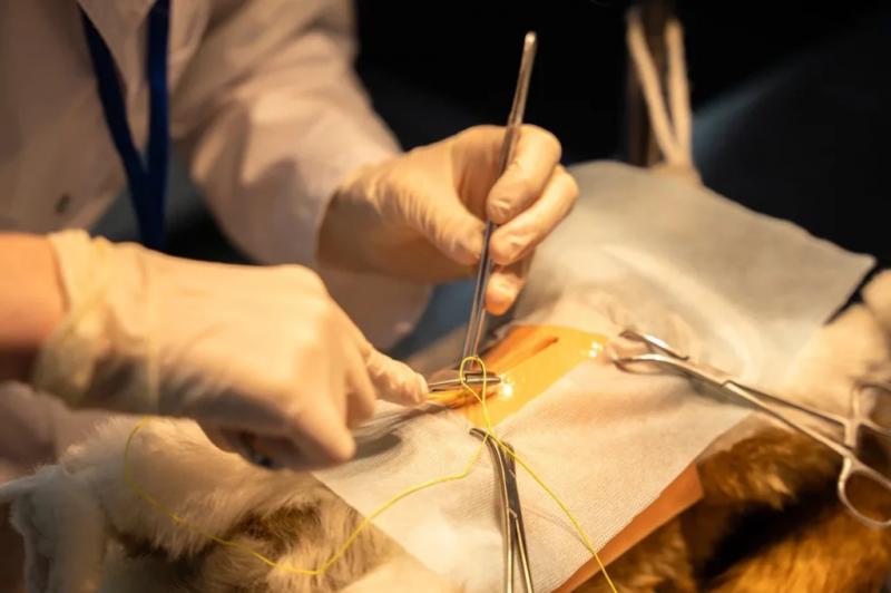 Финал конкурса VetSkills стартовал в Московской ветакадемии