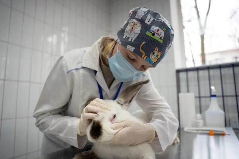 Финал конкурса VetSkills стартовал в Московской ветакадемии