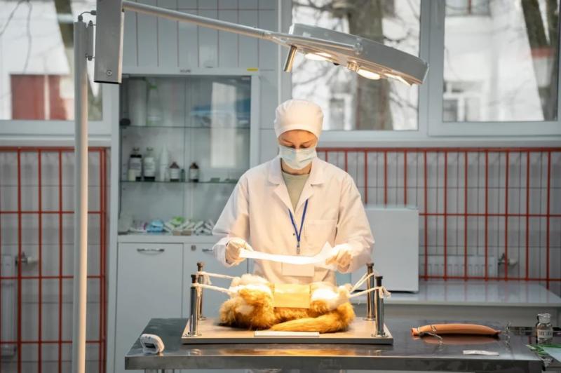 Финал конкурса VetSkills стартовал в Московской ветакадемии