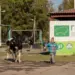 Индекс MBI для молочного КРС дополнят новыми показателями