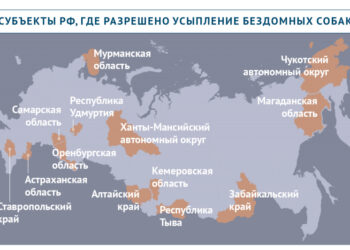 В каких регионах разрешили усыпление бездомных собак