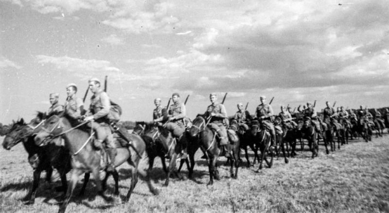 Братья по фронту: как животные помогали людям на войне