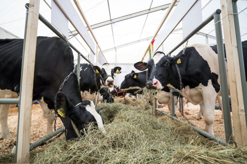 Молочная продуктивность коров: методы учета и способы увеличения надоев
