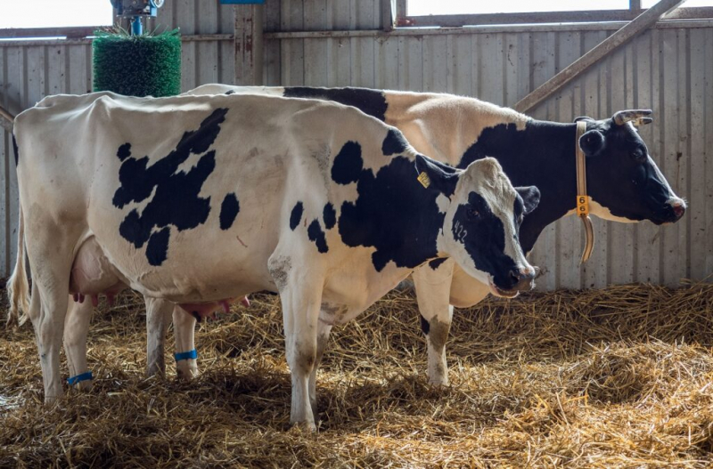 Молочная продуктивность коров: методы учета и способы увеличения надоев