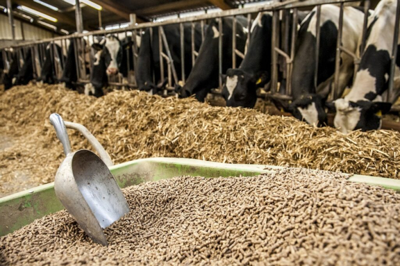 Нетрадиционные виды кормового сырья помогают увеличить продуктивность сельхозживотных
