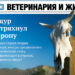 Новый выпуск «ВиЖ»: ящур встряхнул Европу, сельдь и ее конкуренты, фальсификаторов — под суд