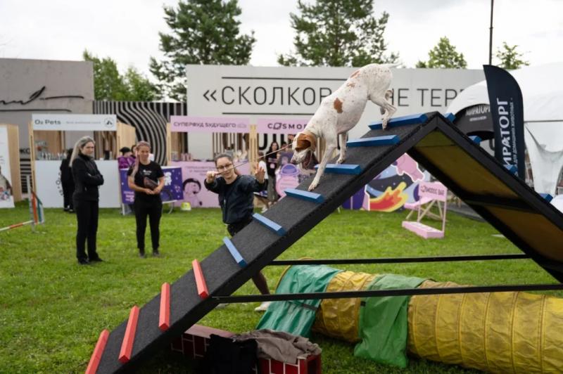 Лучшего русского черного терьера выбрали на выставке в Москве