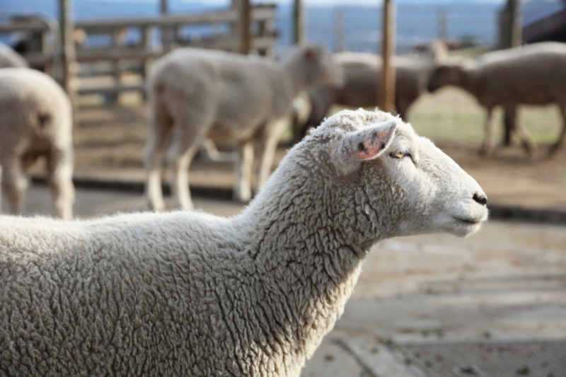 Лучшие породы овец для разведения: обзор продуктивных и адаптивных пород