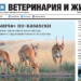Новый выпуск «ВиЖ»: орды сайгаков — на российских полях, аптечный бизнес «положил глаз» на ветпрепараты