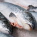 Поставки рыбной продукции идут — союз