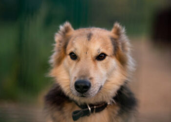 Регистрацию домашних животных по биометрии хотят распространить на регионы РФ