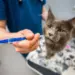 Ученые ВНИИЗЖ рассказали, зачем создали вакцину против гриппа птиц для плотоядных