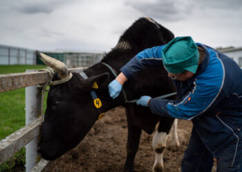 Дерматит коров добрался до Италии и Франции
