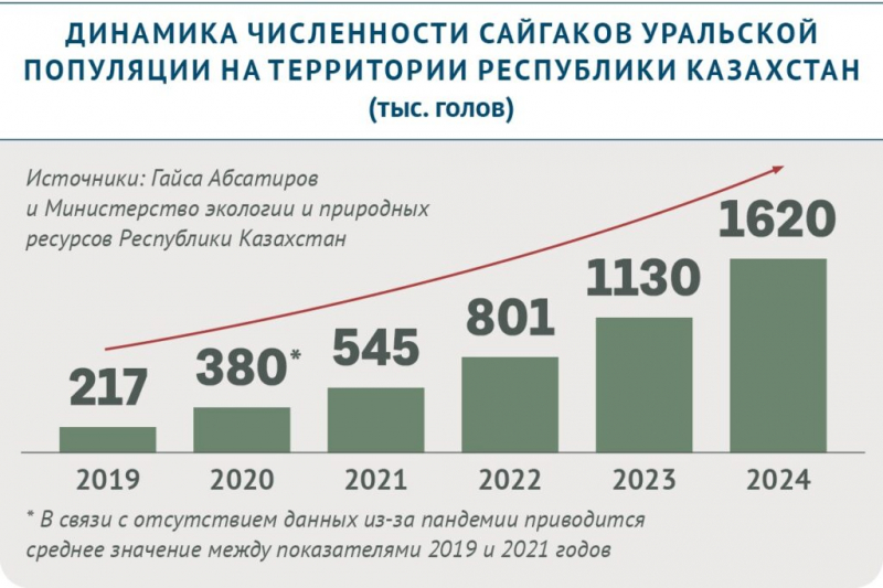 Какую угрозу несут сайгаки, мигрирующие на&nbsp;территорию России из&nbsp;Казахстана
