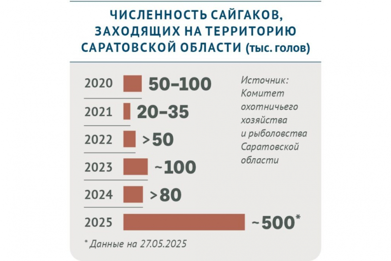 Какую угрозу несут сайгаки, мигрирующие на&nbsp;территорию России из&nbsp;Казахстана