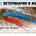 Новый выпуск «ВиЖ»: запрет во благо, дефицитный кадр и ярославские тоггенбурги