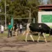 Организаторы общероссийского аукциона племенных животных представили новые лоты