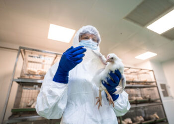 В США отменили режим экстренного реагирования на H5N1
