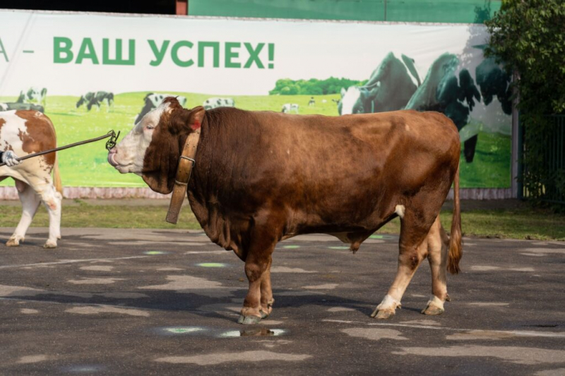 Как обеспечить ветеринарную безопасность при содержании быков-производителей
