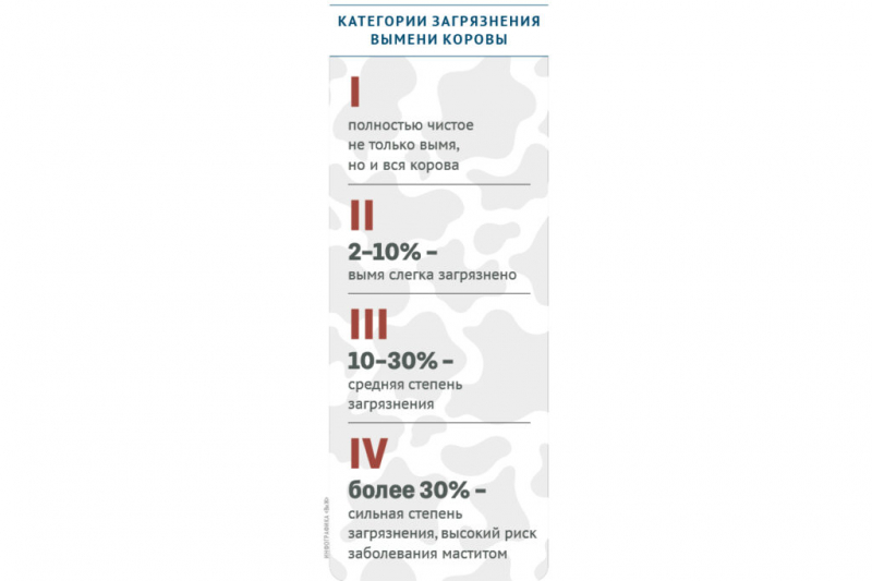 Как соблюдение правил гигиены поможет повысить качество коровьего молока