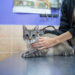 Как ухаживать за кошкой, страдающей астмой