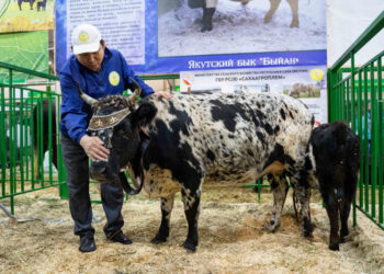Минсельхоз меняет правила бонитировки племенного КРС мясного направления 