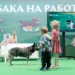 Общественники предложили привязать число питомцев в доме к наследникам